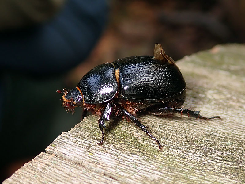 Dynastidae: Pentodon bidens punctatus